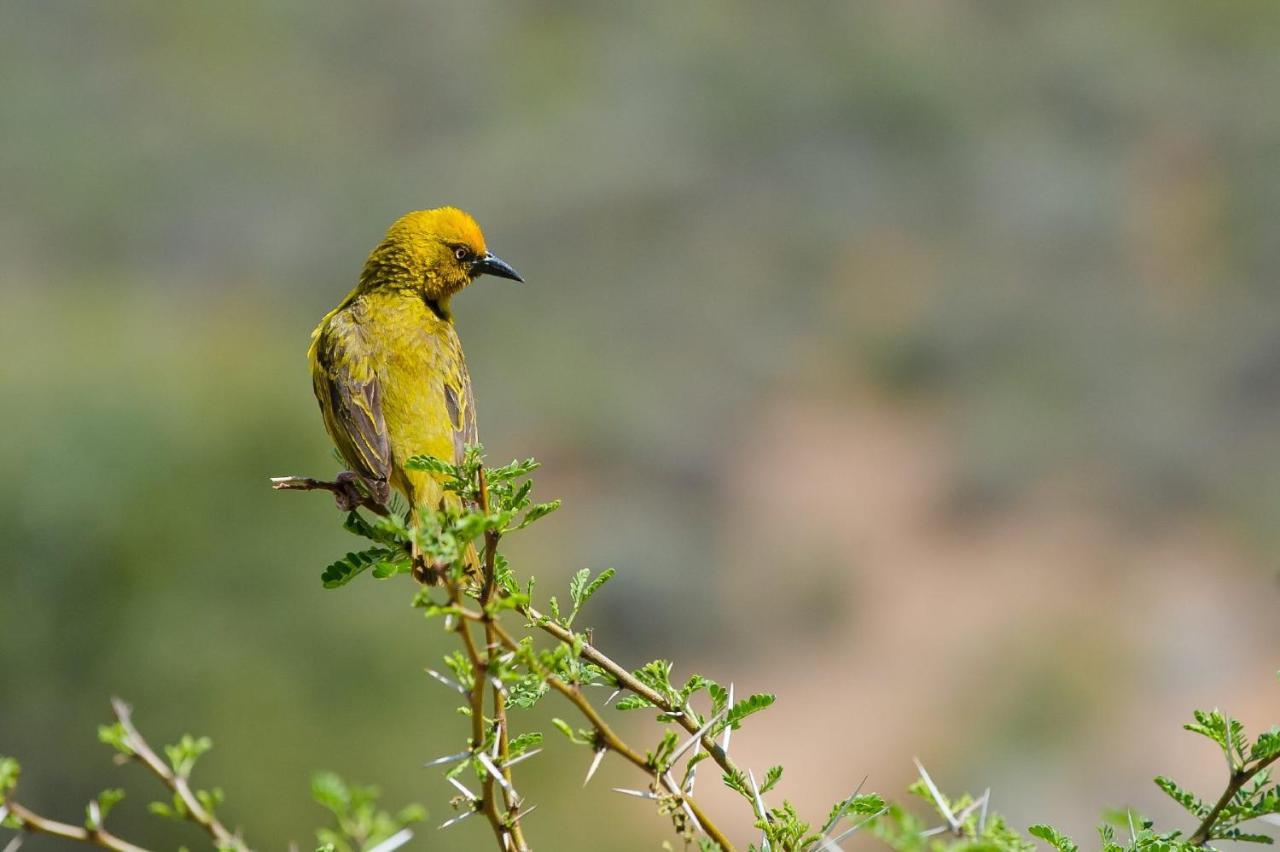African Game Lodge Montagu Dış mekan fotoğraf