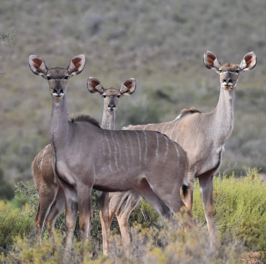 African Game Lodge Montagu Dış mekan fotoğraf