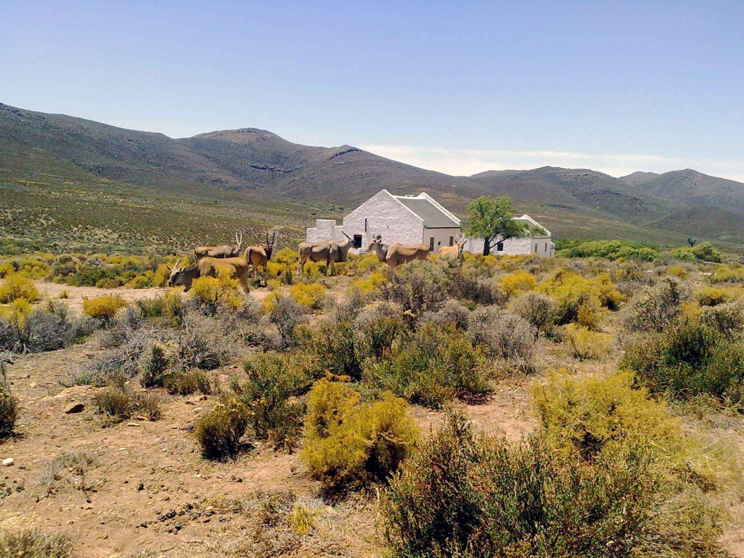 African Game Lodge Montagu Dış mekan fotoğraf